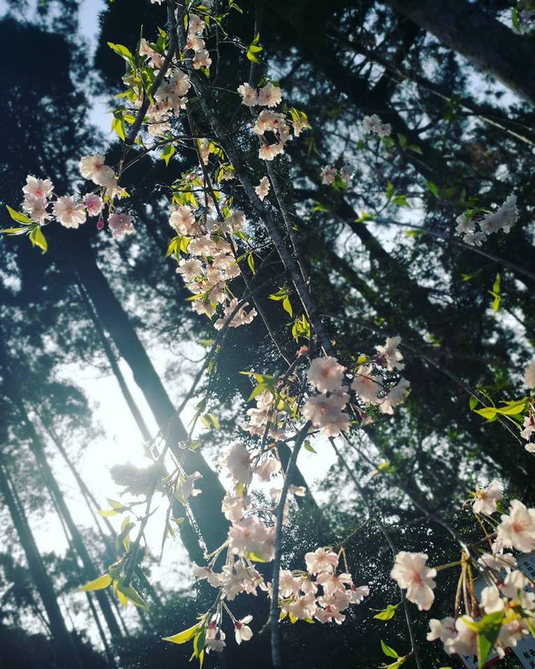 sakura cherry blossoms mochio park miyazaki japan kyushu