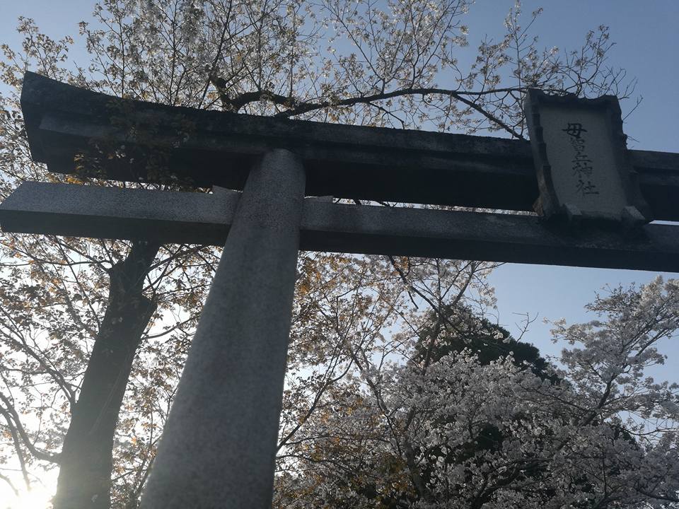 sakura cherry blossoms mochio park miyazaki japan kyushu