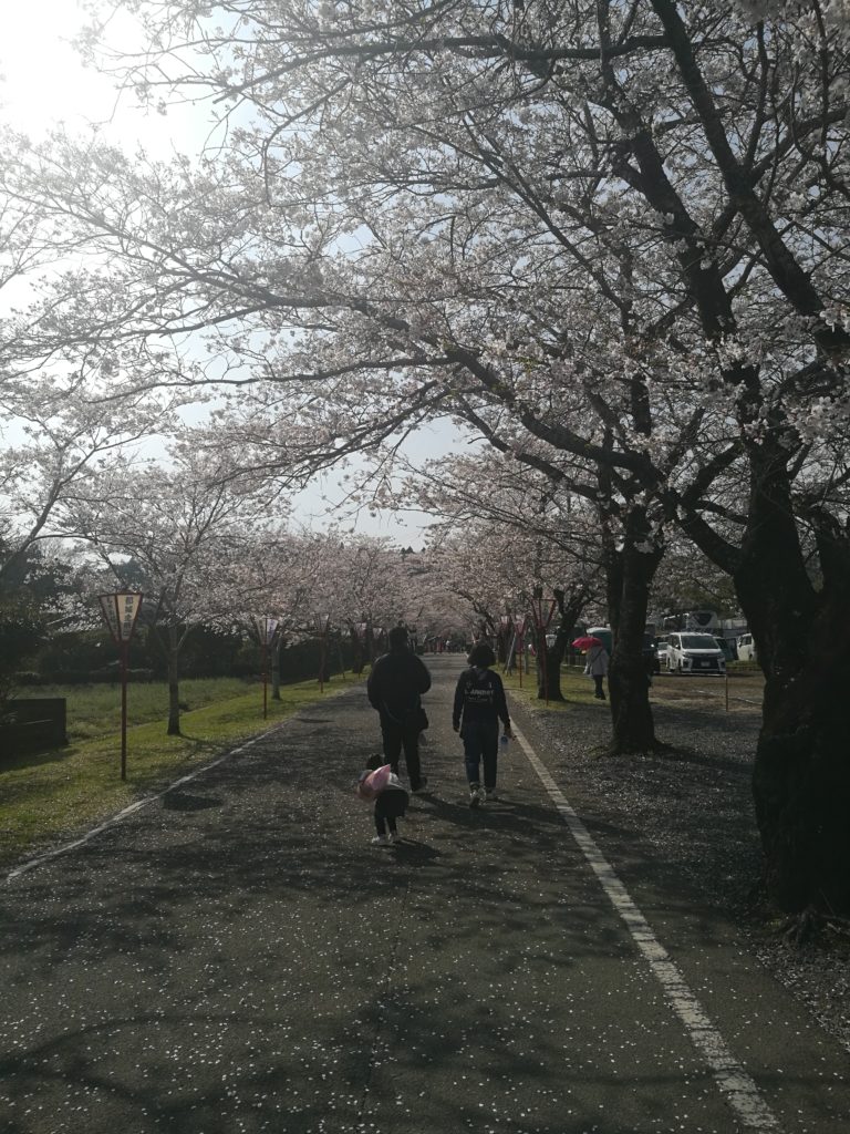 sakura cherry blossoms mochio park miyazaki japan kyushu