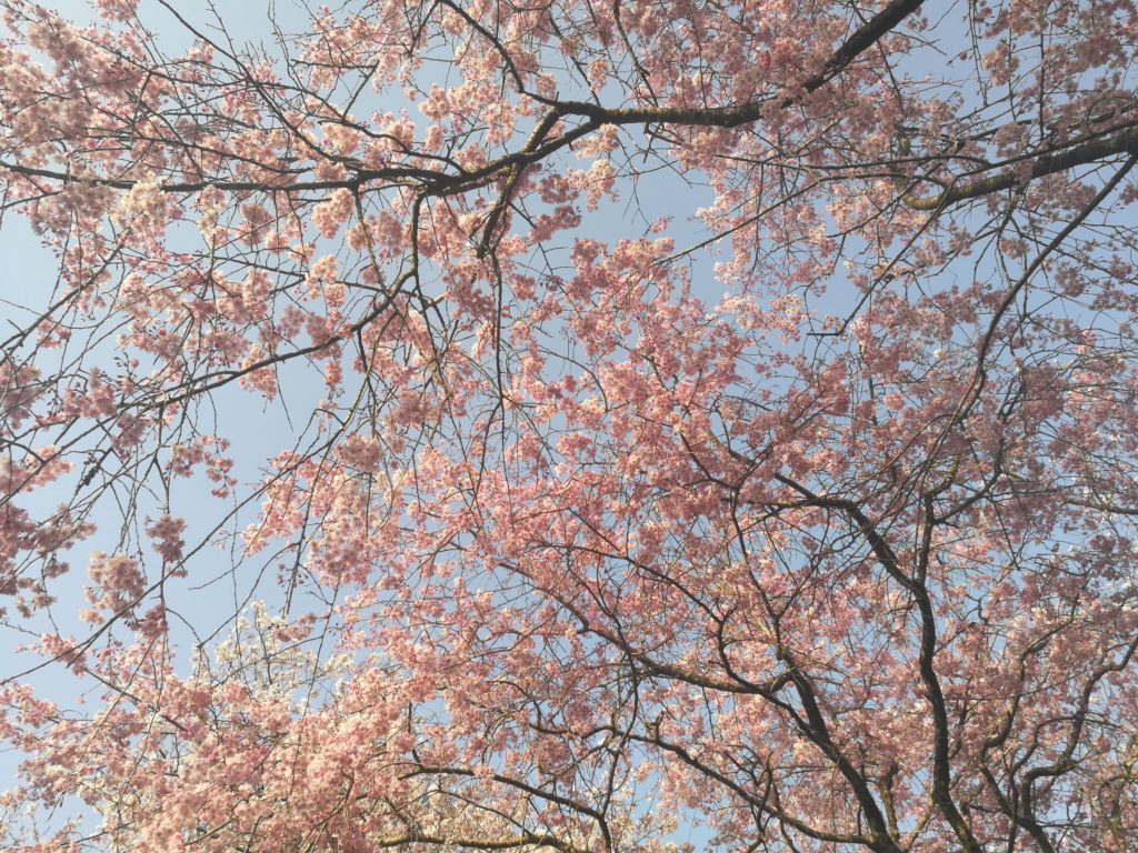 sakura cherry blossoms mochio park miyazaki japan kyushu