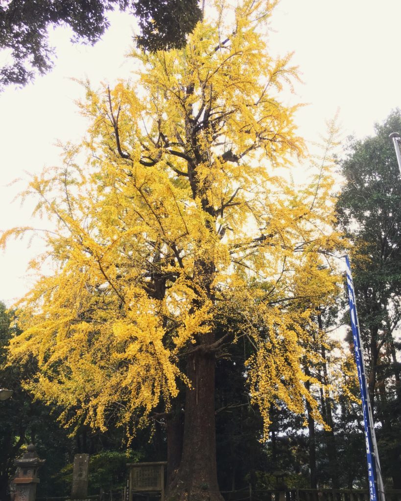 japanese big old sacred tree autumn momiji yellow coloured