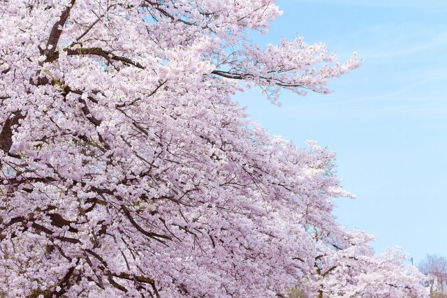 Cherry blossom trees virtual tour on Google Earth