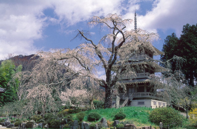 Unique Places To Enjoy Cherry Blossoms In Miyazaki En Miyazaki Tips To Visit Miyazaki Kyushu