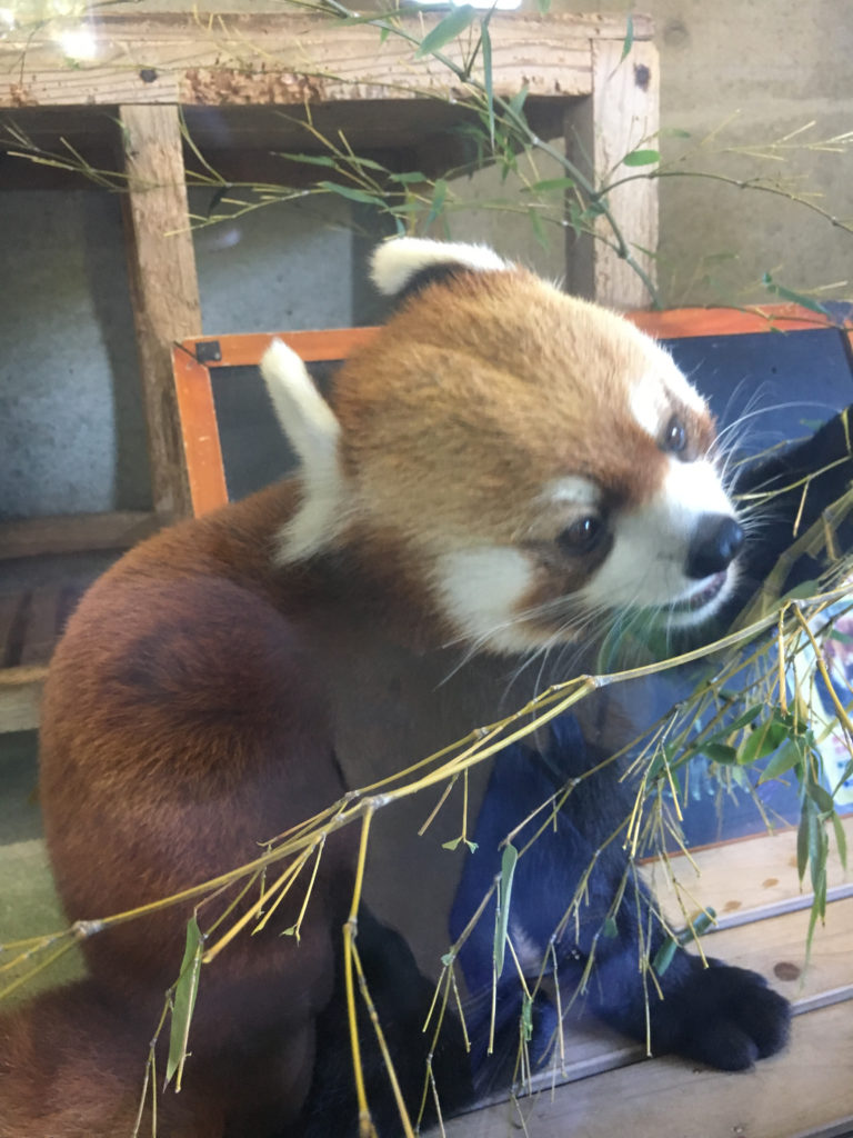 zoo miyazaki cute animal