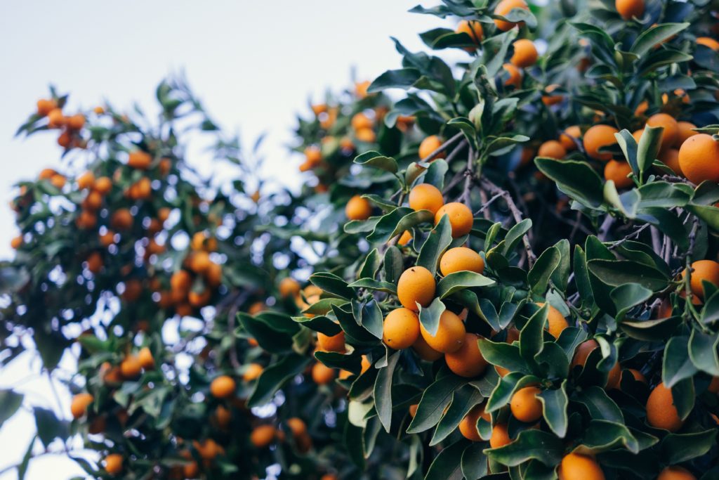 kinkan tamatama kumquat souvenir miyazaki delicious fruit